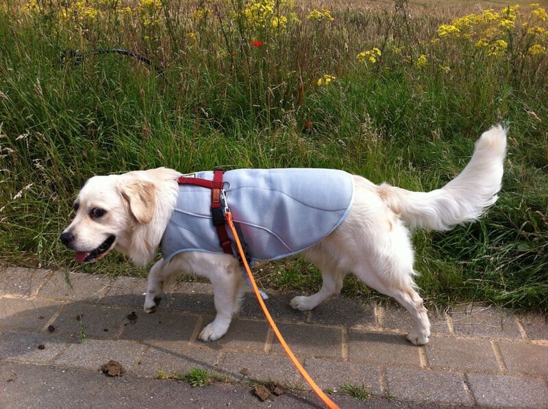 The Ultimate Guide to Pet Safety: Must-Have Gadgets for Modern Dog Owners