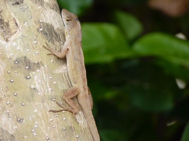 29 Species That Are Thriving Because of Human Activity (Not All News Is Bad)