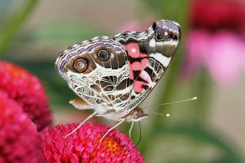 The Amazing World of Insects: 33 Shocking Truths About the World&#8217;s Most Abundant Animals