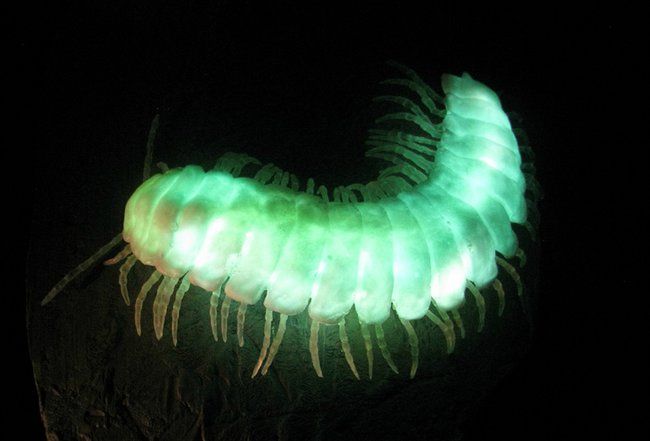 27 Creatures That Glow in the Dark (And Why They Do It)