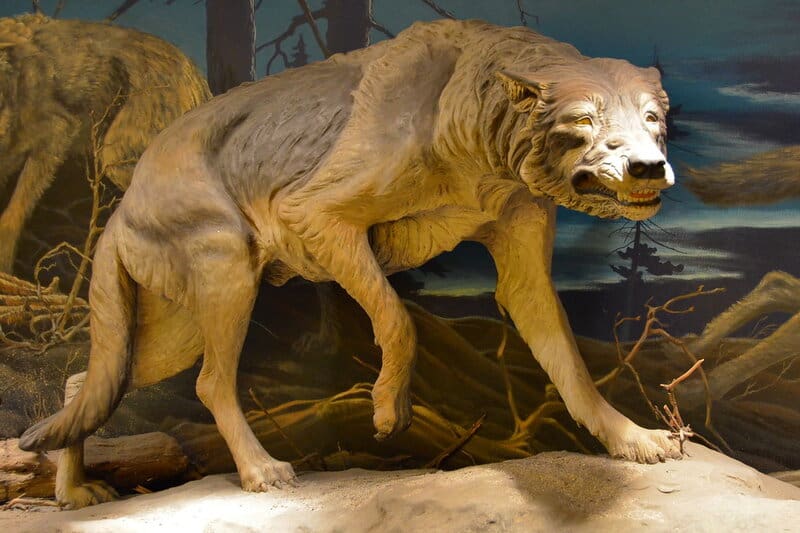 Scientists Furious: Company Claims It &#8216;De-Extincted&#8217; Dire Wolves But They&#8217;re Just Fake