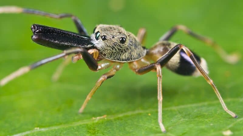 31 Animals That Are Masters of Deception and Lies