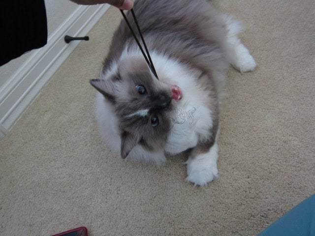 Why Vets Cringe at These 29 Popular Pet Products