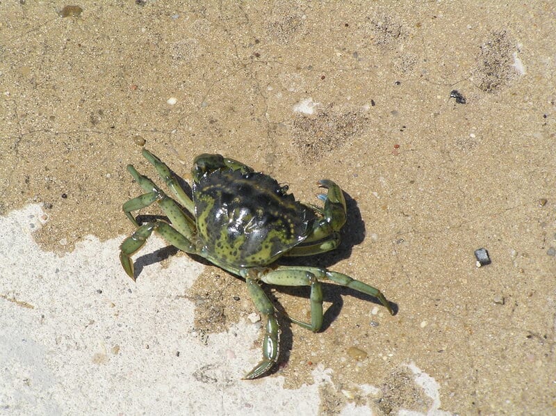 29 Species That Are Thriving Because of Human Activity (Not All News Is Bad)