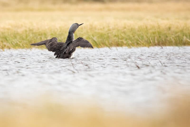 Birds Were Nesting in the Arctic 73 Million Years Ago — And They Lived Alongside Dinosaurs