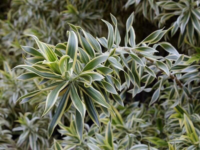 24 Houseplants That Actually Clean Your Air (Most Don&#8217;t Do Anything)