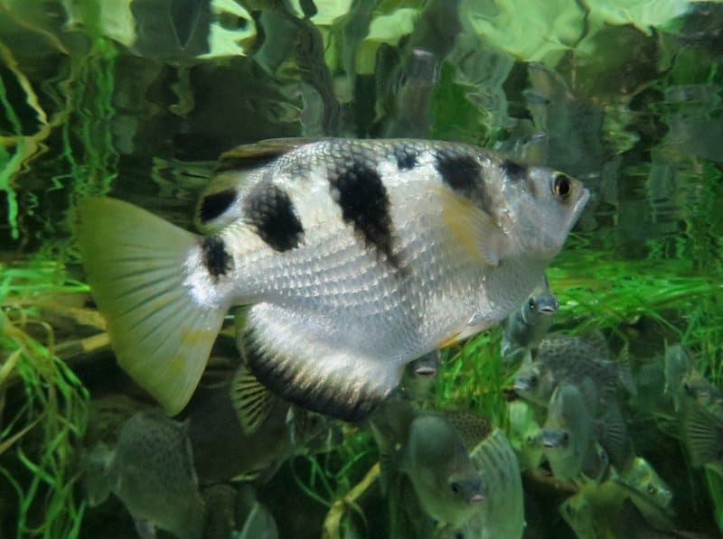 The most brutal hunters on Earth aren&#8217;t what you think: 21 predator strategies that redefine deadly