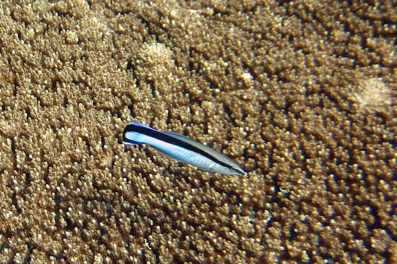 31 Animals That Are Masters of Deception and Lies