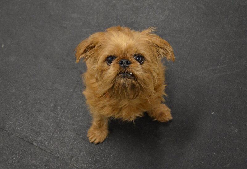 20 Low-Maintenance Dog Breeds Perfect for Busy Owners and 5 That Require Extra Care