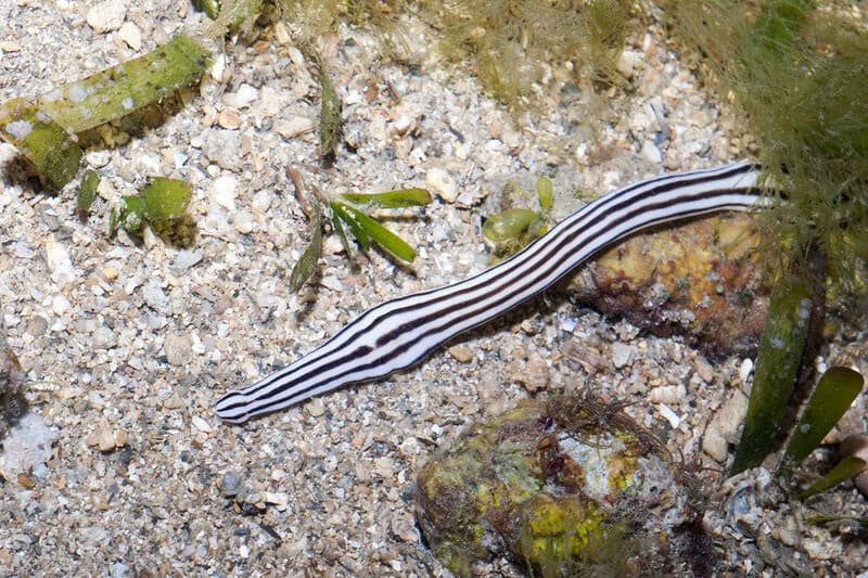 29 Animals That Can Regrow Lost Body Parts Throughout Their Lives