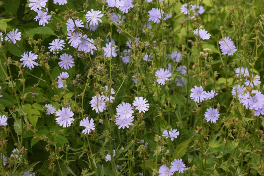 25 Plants That Literally Talk to Each Other (And How They Do It)