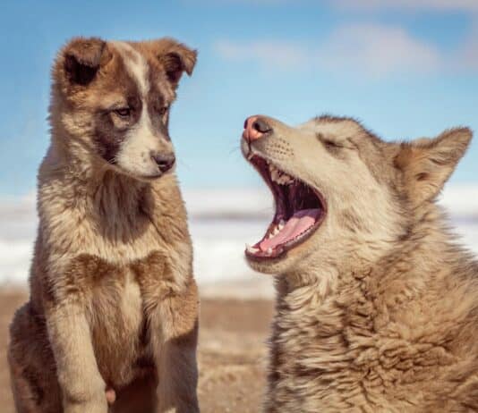 Pets are great, but they can bring stress and trade-offs