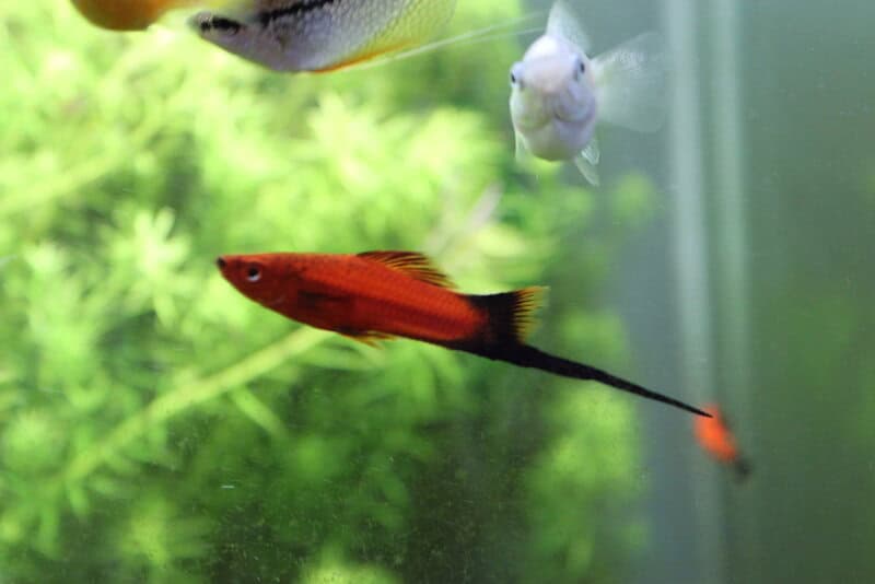 28 Animals That Switch Genders When Life Demands It