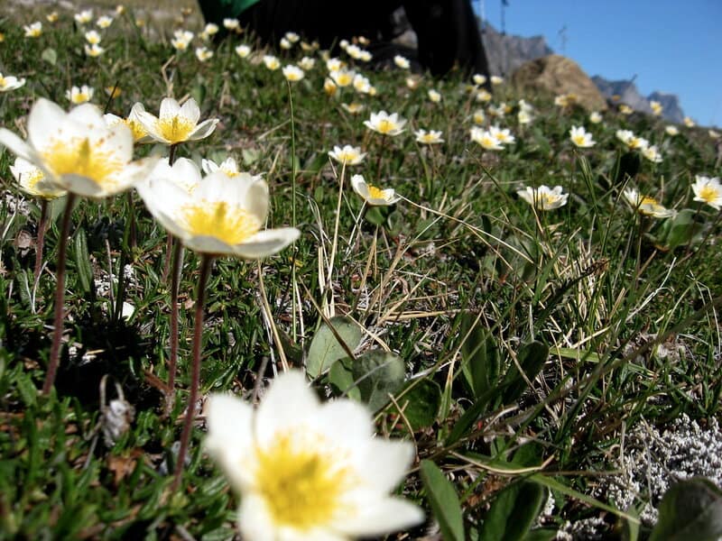 26 Plants That See Colors Humans Can&#8217;t Even Imagine