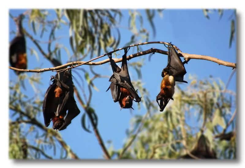 32 Animals That Control the Weather Like Tiny Gods