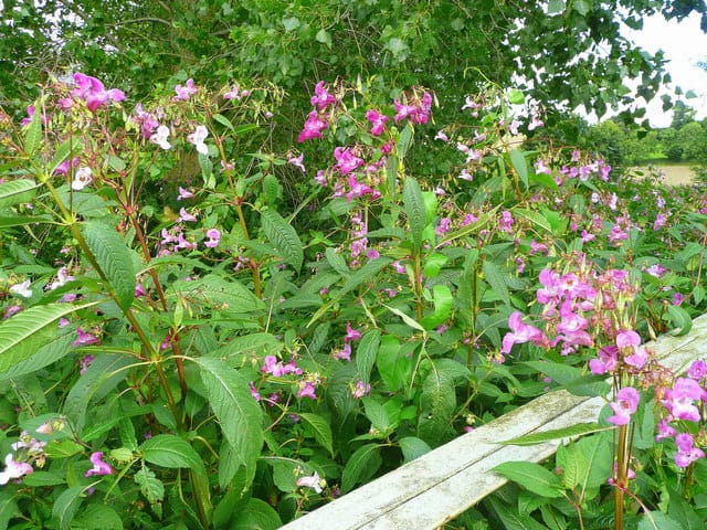 23 Master Manipulator Plants That Make Animals Work For Them