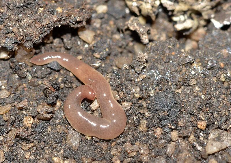 29 Animals That Can Regrow Lost Body Parts Throughout Their Lives