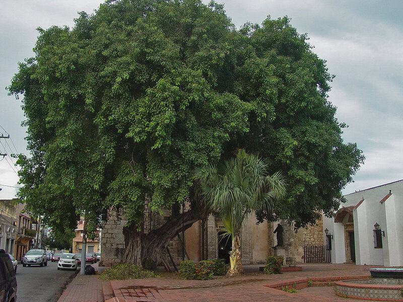 These 25 Ancient Plants Have Witnessed Centuries of History