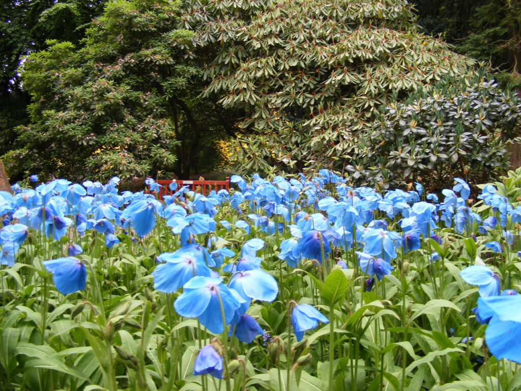 25 of The Rarest Flowers That Only Bloom Once Every Few Years