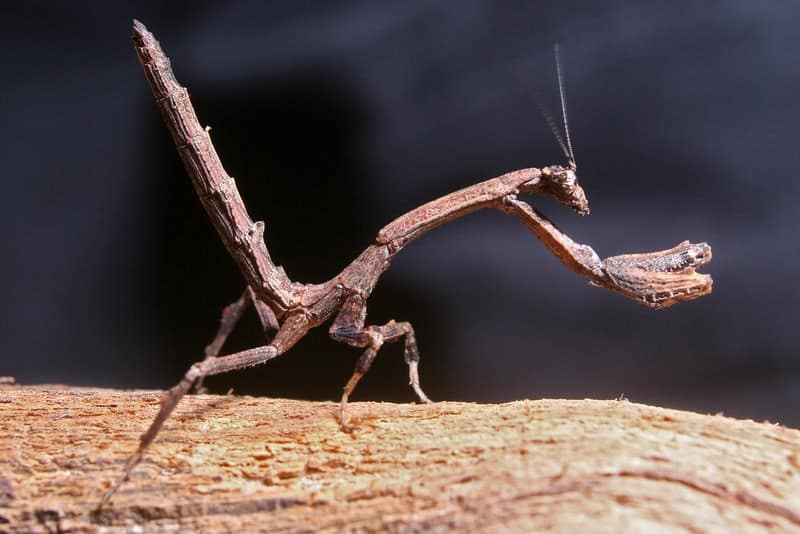 31 Animals That Are Masters of Deception and Lies