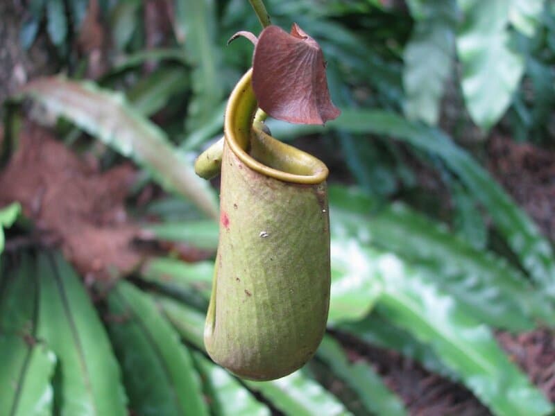 23 Master Manipulator Plants That Make Animals Work For Them