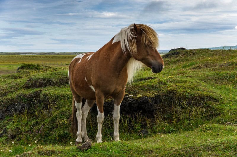 23 Most Stunning Horse Breeds That Will Leave You Breathless — A Visual Journey Through Nature&#8217;s Finest Designs