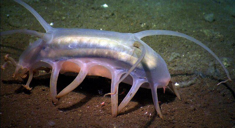 38 Bizarre Deep-Sea Creatures Scientists Discovered in the Last Decade