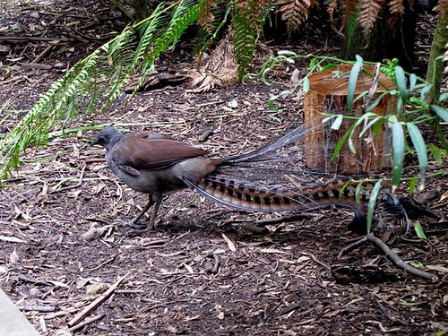 30 Animals That Create Art for Pure Aesthetic Pleasure