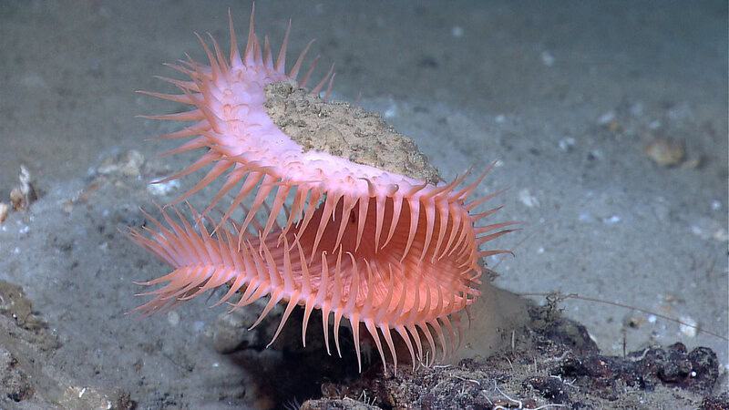 38 Bizarre Deep-Sea Creatures Scientists Discovered in the Last Decade