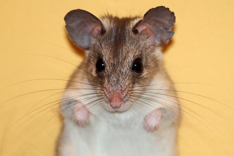 29 Animals That Can Regrow Lost Body Parts Throughout Their Lives