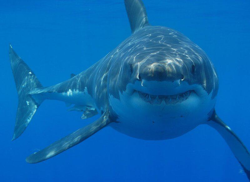 Do Sharks Make Sounds? 21 Mind-Blowing Facts About This Accidental Discovery