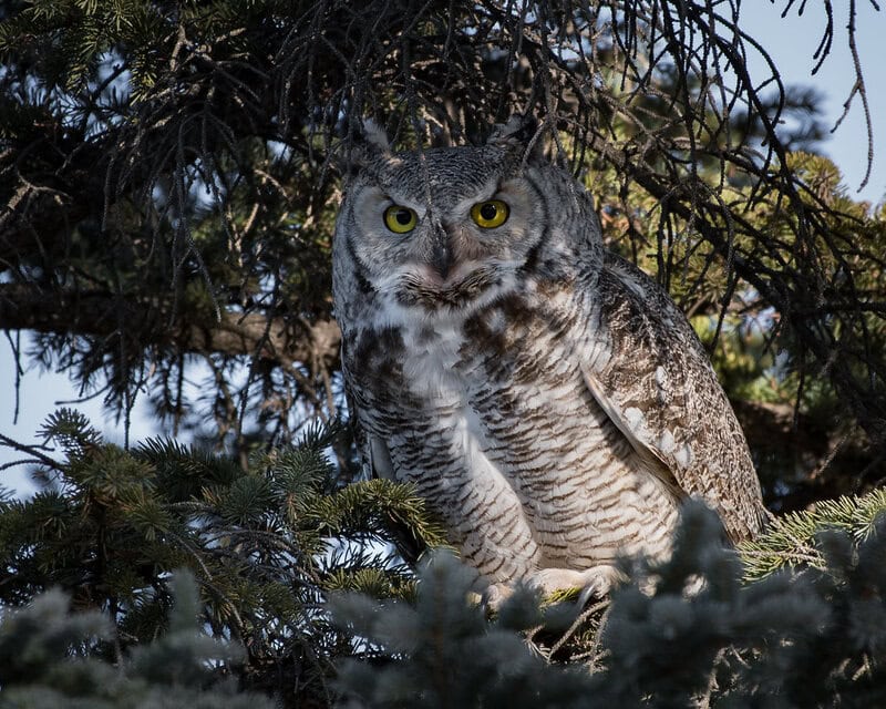 32 Animals That Are Surprisingly Good Parents