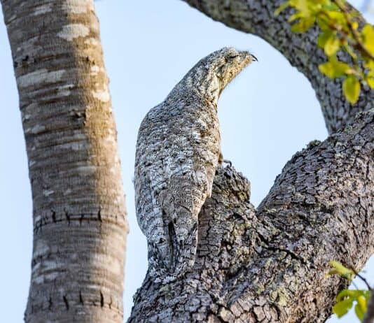 31 Animals That Are Masters of Deception and Lies