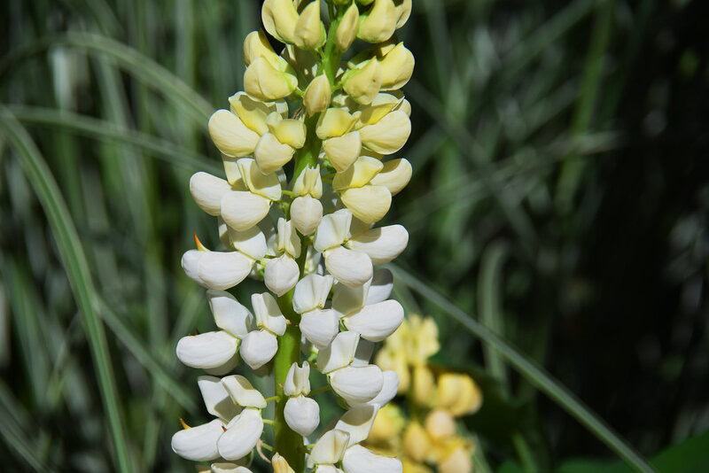 5 Surprising Ways Plants Taste Their World (Plus 22 Species That Do It Best)