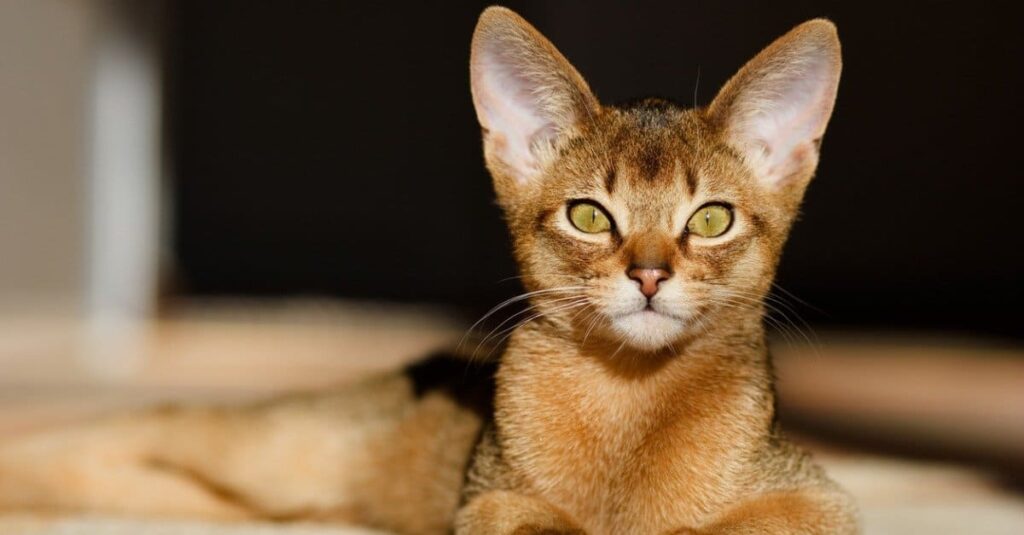 22 Cat Breeds Prone to Anxiety: Understanding Feline Mental Health Challenges