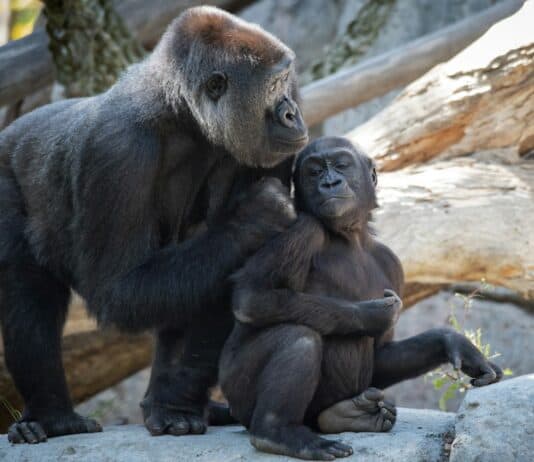 32 Animals That Are Surprisingly Good Parents