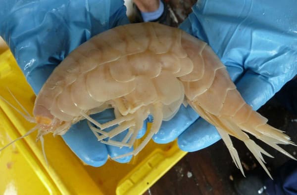 38 Bizarre Deep-Sea Creatures Scientists Discovered in the Last Decade