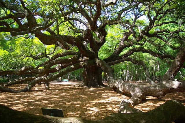 These 25 Ancient Plants Have Witnessed Centuries of History