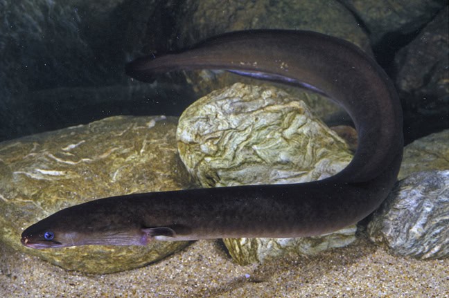 30 Species That Have Dramatically Changed in Just the Last 50 Years