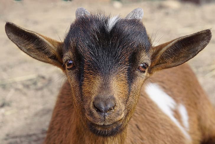 How Animals See the World — 26 Vision Secrets That Will Change Everything You Thought You Knew