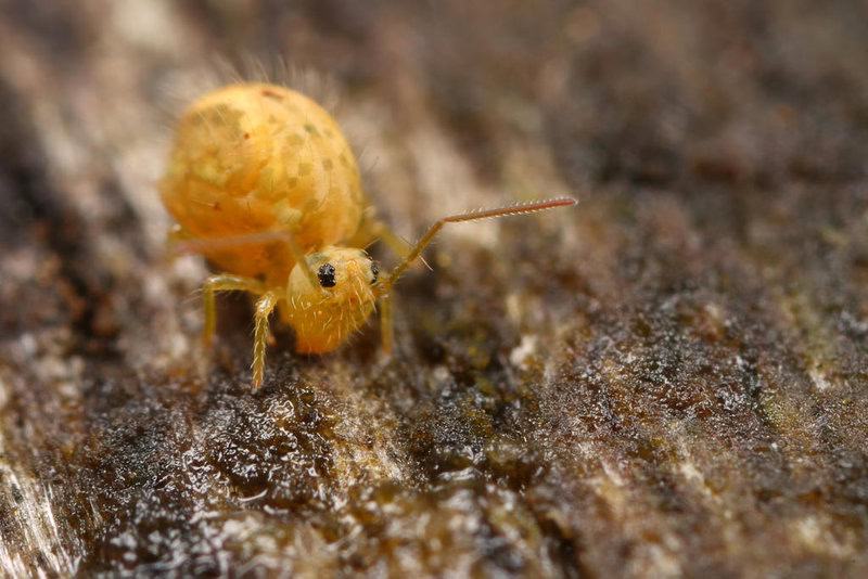 The Amazing World of Insects: 33 Shocking Truths About the World&#8217;s Most Abundant Animals