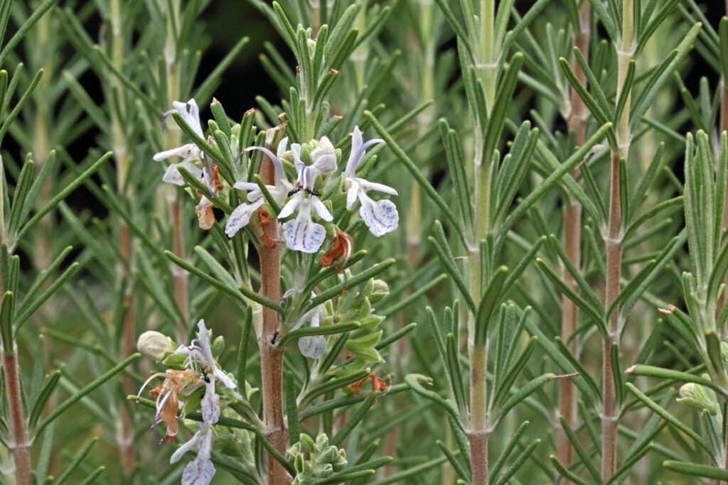 30 Highly Useful Plants To Add To Your Garden