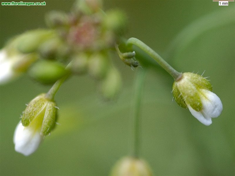 5 Surprising Ways Plants Taste Their World (Plus 22 Species That Do It Best)