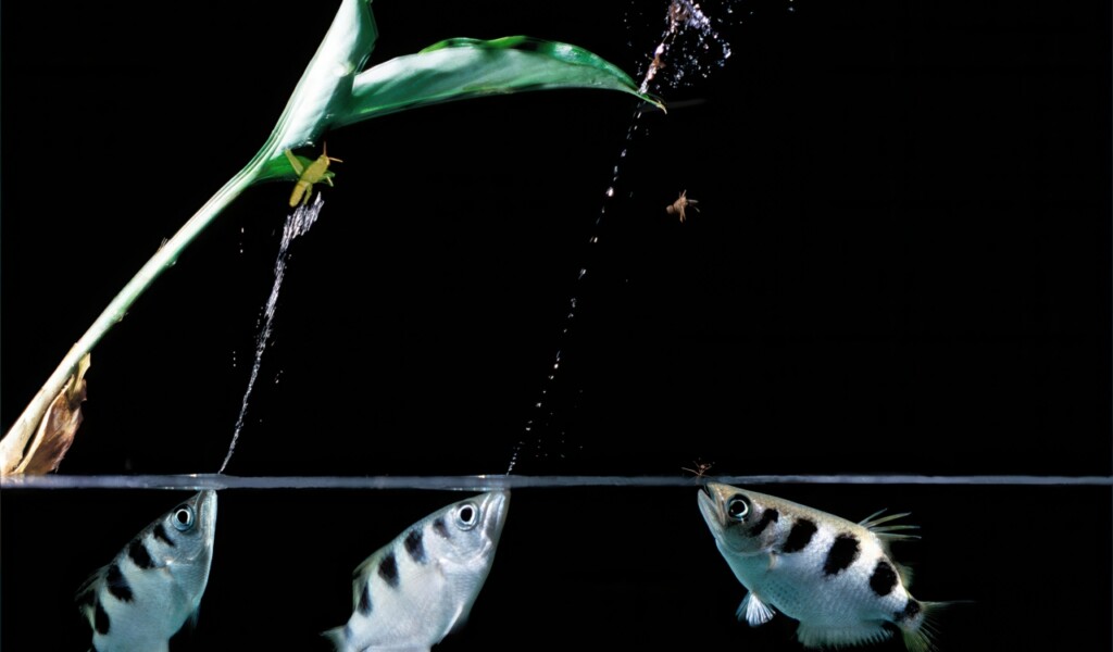 Forget Marvel—These Real Animals Have Rear Superpowers