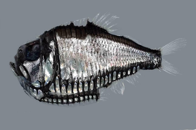 38 Bizarre Deep-Sea Creatures Scientists Discovered in the Last Decade