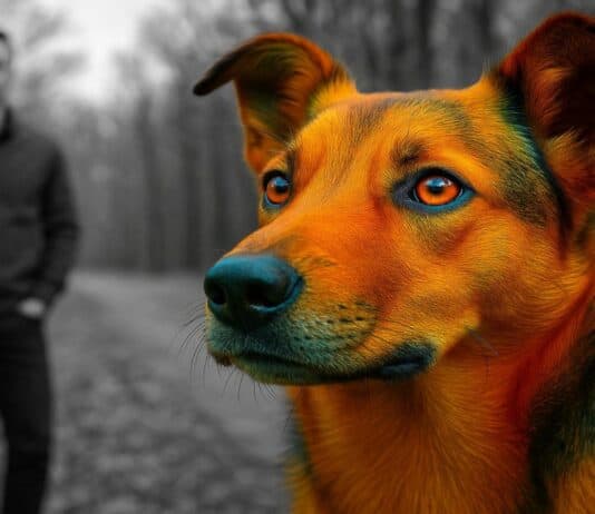 How Animals See the World — 26 Vision Secrets That Will Change Everything You Thought You Knew