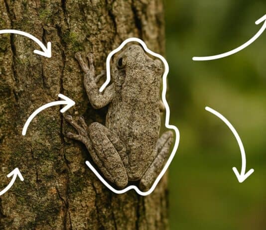 26 Animals That Can Teleport Short Distances When No One’s Looking