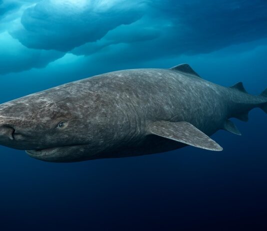 Greenland Sharks Can Live for 400 Years. Scientists Are Using DNA to Unravel Their Longevity Secrets