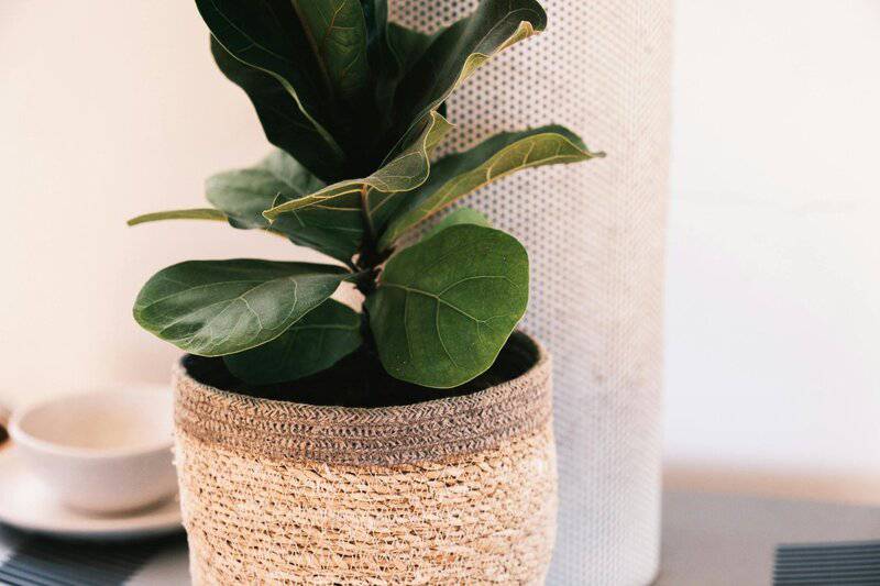 Popular Houseplants That Are Surprisingly Toxic to Pets and Children