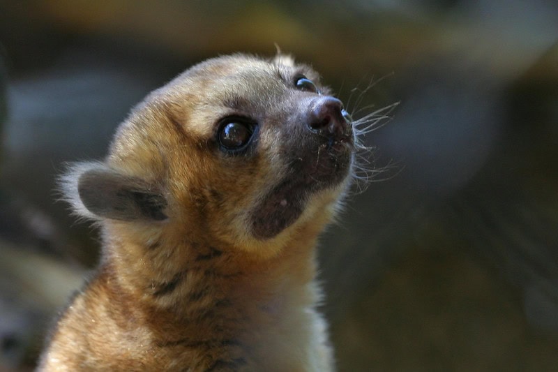 25 Exotic Pets So Weird, Your Dog Will Look Boring in Comparison